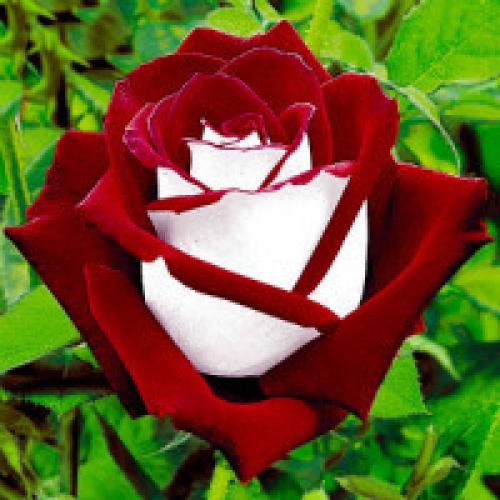 9 самых популярных видов роз. Виды роз с фото и названиями