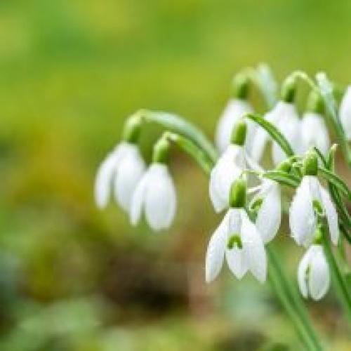 Как определить глубину посадки луковицы. Глубина посадки луковиц