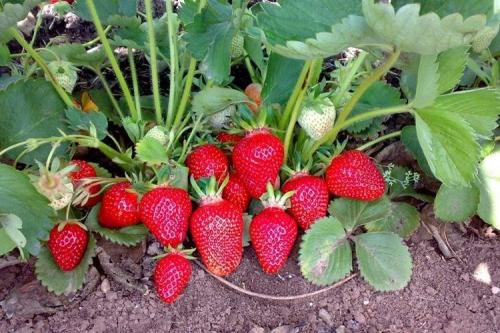 Сорта клубники по алфавиту. Лучшие сорта клубники: фото и описания (каталог)