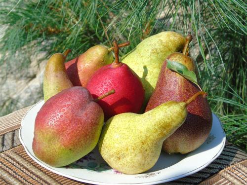 Груша осенние сорта. Сорта груши с фото и описанием: летние, осенние, зимние