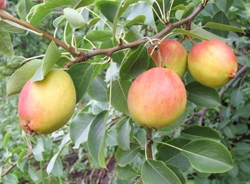 Груша Красуля. Сорт груши Красуля