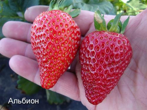 Сорта клубники ремонтантной. Самые лучшие сорта ремонтантной клубники: с крупными плодами, безусая, для разных регионов