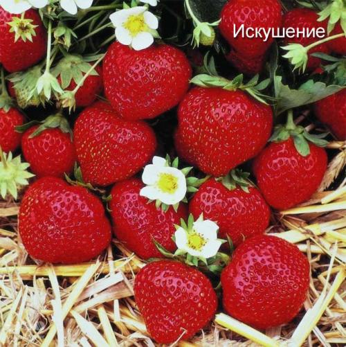 Сорта клубники ремонтантной. Самые лучшие сорта ремонтантной клубники: с крупными плодами, безусая, для разных регионов