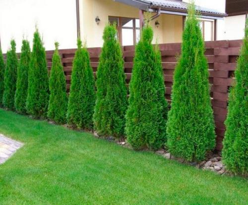 Как посадить тую зимой. Посадка и уход за туей в открытом грунте: особенности выращивания