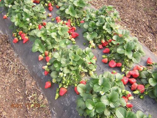 Сорта клубники ремонтантной. Самые лучшие сорта ремонтантной клубники: с крупными плодами, безусая, для разных регионов