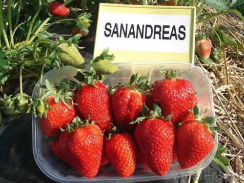 Старые сорта клубники. Сорта клубники: от ранних до гигантских: с фото и описаниями