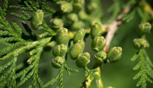 Когда сажать туи смарагд. Как выглядит западная туя Смарагд, характерные черты сорта