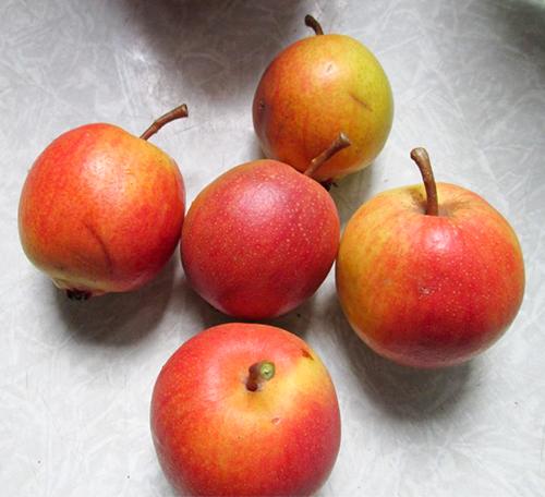 Груша Красуля. Сорт груши Красуля