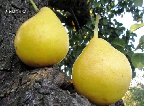 Груша осенние сорта. Сорта груши с фото и описанием: летние, осенние, зимние