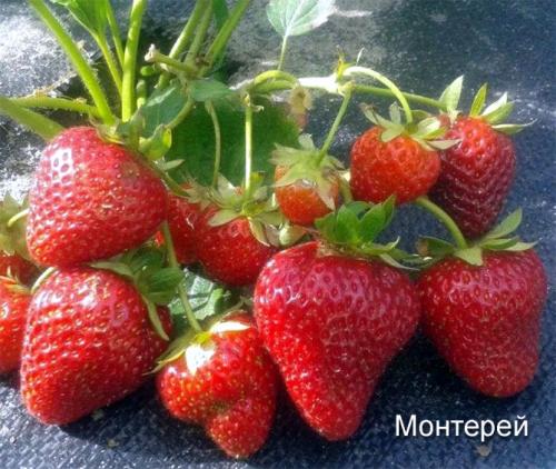 Сорта клубники ремонтантной. Самые лучшие сорта ремонтантной клубники: с крупными плодами, безусая, для разных регионов