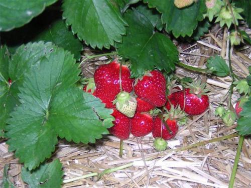 Сорта клубники ремонтантной. Самые лучшие сорта ремонтантной клубники: с крупными плодами, безусая, для разных регионов