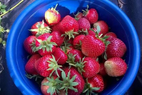 Сорта клубники по алфавиту. Лучшие сорта клубники: фото и описания (каталог)