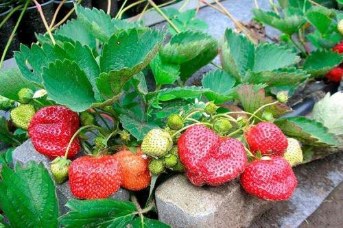 Сорта клубники по алфавиту. Лучшие сорта клубники: фото и описания (каталог)