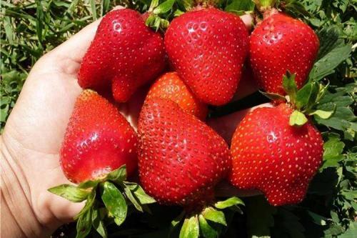 Сорта клубники по алфавиту. Лучшие сорта клубники: фото и описания (каталог)