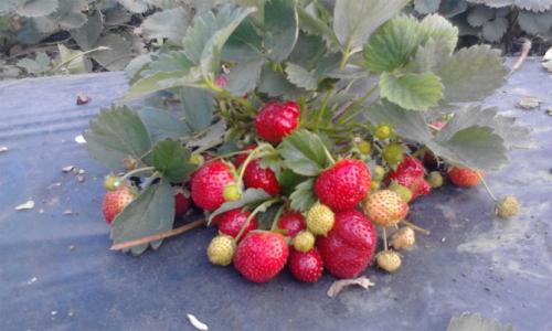 Сорта клубники ремонтантной. Самые лучшие сорта ремонтантной клубники: с крупными плодами, безусая, для разных регионов