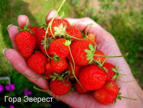Сорта клубники ремонтантной. Самые лучшие сорта ремонтантной клубники: с крупными плодами, безусая, для разных регионов