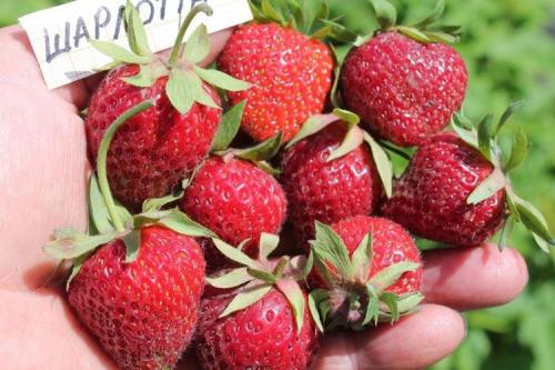 Сорта клубники по алфавиту. Лучшие сорта клубники: фото и описания (каталог)