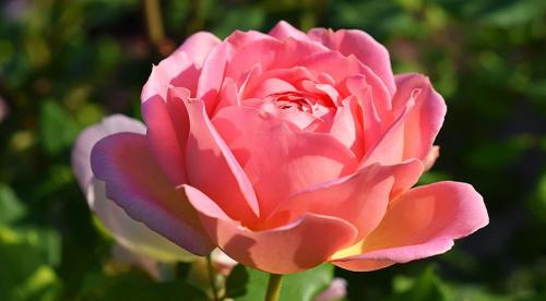 12 лучших сортов роз. Необычные розы: 15 лучших сортов роз для посадки в цветник 13