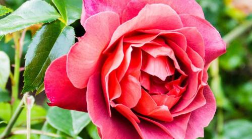 12 лучших сортов роз. Необычные розы: 15 лучших сортов роз для посадки в цветник 02