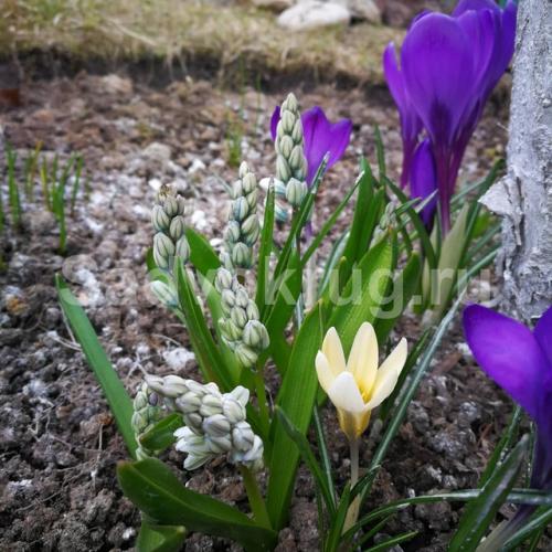 Как выбрать подходящее место для посадки крокусов под зиму. Где и когда посадить крокусы?