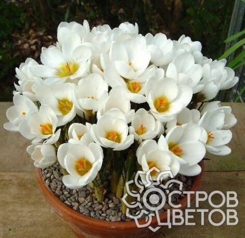 Как посадить крокусы под зиму: полное руководство для начинающих 08