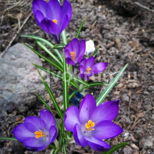 Как выбрать подходящее место для посадки крокусов под зиму. Где и когда посадить крокусы?