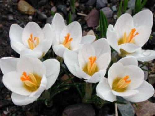 Нужно ли удобрять крокусы, и какие удобрения лучше использовать. Удобрение крокусов (подкормка)