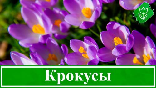 Секреты выращивания крокусов: полное руководство по посадке и уходу 03 Секреты выращивания крокусов: полное руководство по посадке и уходу 03