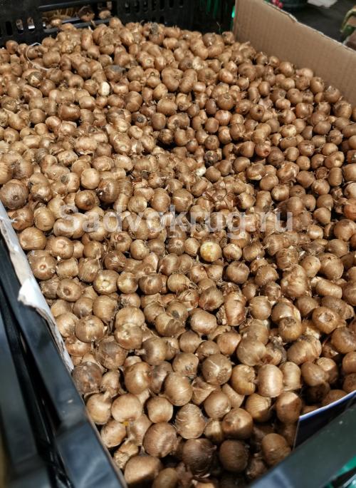 Как выбрать подходящее место для посадки крокусов под зиму. Где и когда посадить крокусы?