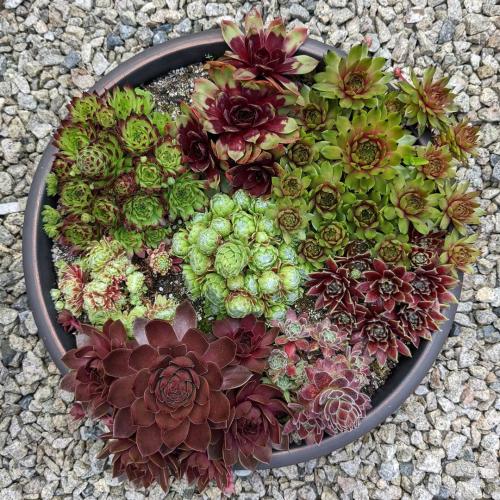 Что посадить на участке. Добавление статьи в новую подборку 09