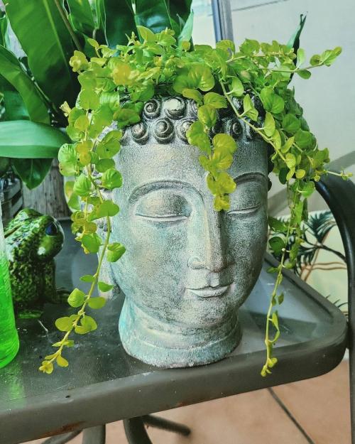 Что посадить на участке. Добавление статьи в новую подборку 03