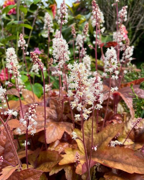 Что посадить на участке. Добавление статьи в новую подборку 02