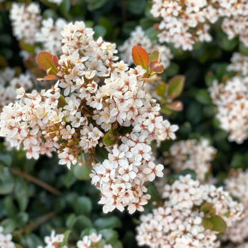 Что посадить на участке. Добавление статьи в новую подборку 06