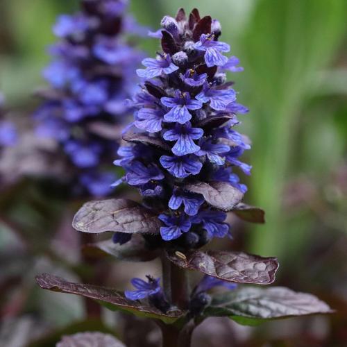 Что посадить на участке. Добавление статьи в новую подборку 10