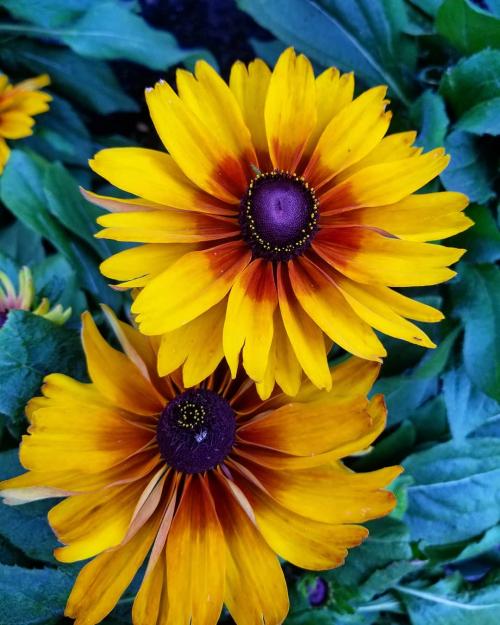 Что посадить на участке. Добавление статьи в новую подборку 05