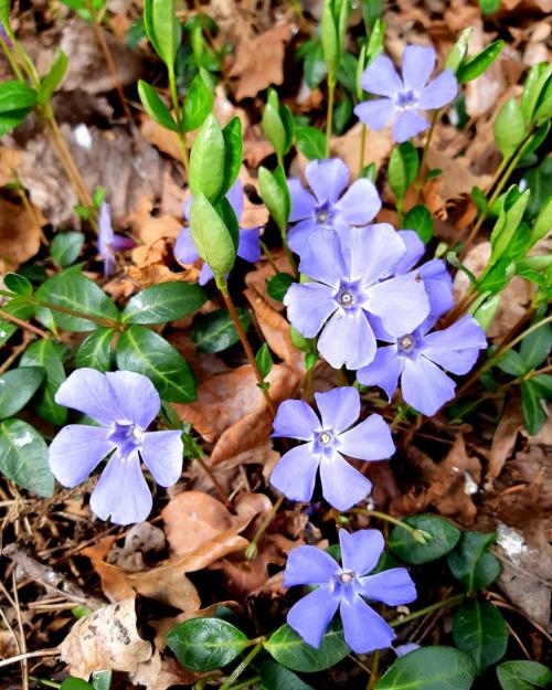 Что посадить на участке. Добавление статьи в новую подборку 07