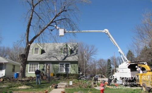 Какие деревья посадить на участке, приметы. Объективные критерии выбора