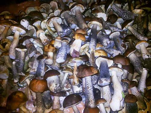 Грибная икра на зиму. Грибная икра перекрученная через мясорубку