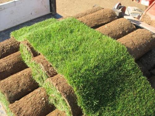 Рулонный газон, что это. Рулонный газон - выбор не лентяев, а тех, кто знает цену времени