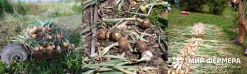 Температура хранения лука. Как хранить лук зимой