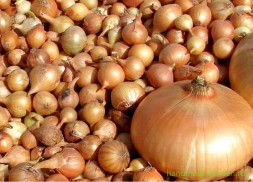 Хранение лука и чеснока. Как хранить чеснок 05 Хранение лука и чеснока. Как хранить чеснок 05