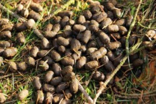 Бараний навоз. Овечий навоз, как удобрение. Компостирование овечьего навоза