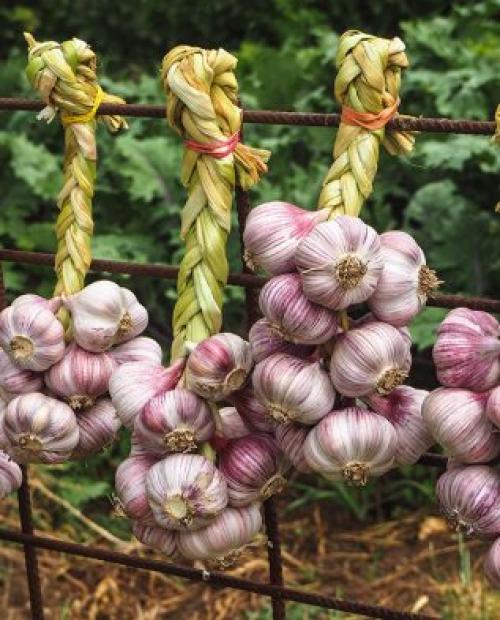 Хранение лука и чеснока. Как хранить чеснок 01 Хранение лука и чеснока. Как хранить чеснок 01