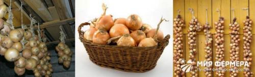 Температура хранения лука. Как хранить лук зимой