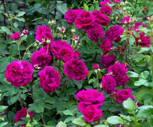 Лучшие чайно-гибридные розы для Подмосковья. Лучшие сорта роз для Подмосковья