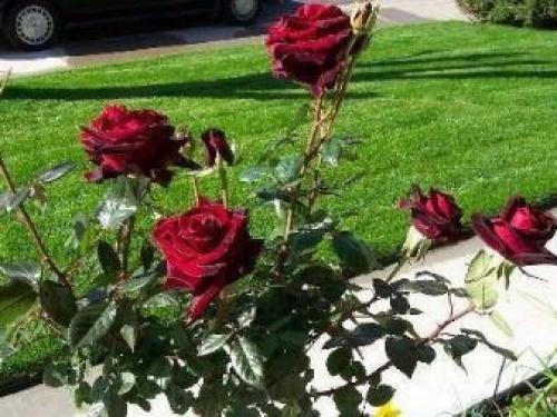 35 сортов чайно-гибридных роз. Сорта чайно-гибридных роз разных цветов 21