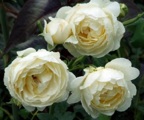 Лучшие чайно-гибридные розы для Подмосковья. Лучшие сорта роз для Подмосковья