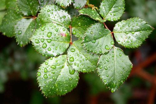 Виды и сорта роз с названиями и описанием. Сорта бордюрных роз 11