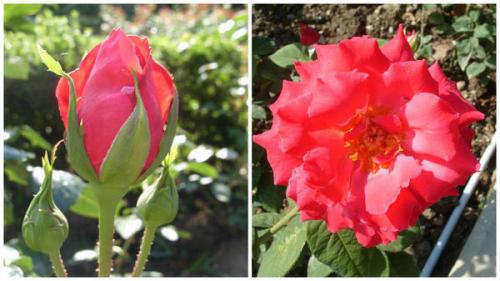 35 сортов чайно-гибридных роз. Сорта чайно-гибридных роз разных цветов 11