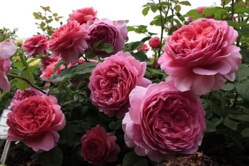 Лучшие чайно-гибридные розы для Подмосковья. Лучшие сорта роз для Подмосковья